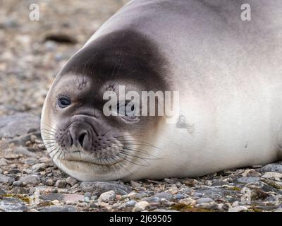 Un phoque éléphant du sud plus maigre (Mirounga leonina), sur la plage de Snow Island, Antarctique, régions polaires Banque D'Images