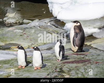 Un jeune manchot empereur (Aptenodytes forsteri), près d'Adelie et gentoo pingouins sur l'île de Pleneau, l'Antarctique, régions polaires Banque D'Images