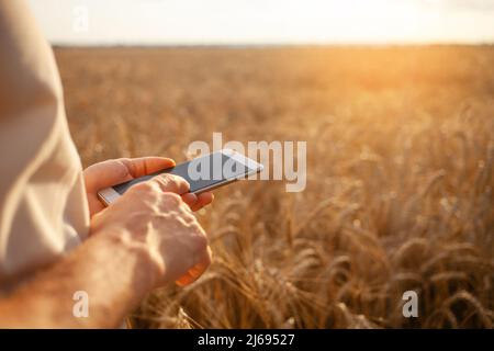 Un jeune agronome utilise la technologie moderne dans un champ de blé. Orge mûr, coucher de soleil. Le spécialiste calcule les pertes dues aux pluies et aux intempéries. Profit, bien-être de l'agriculture. Gros plan Banque D'Images