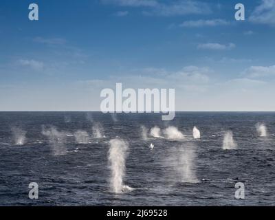 Rorquals communs adultes (Balaenoptera physalus), se nourrissant de krill près de l'île Coronation, des îles Orcades du Sud, de l'Antarctique, des régions polaires Banque D'Images