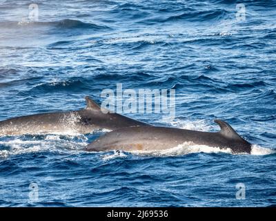 Rorquals communs adultes (Balaenoptera physalus), se nourrissant de krill près de l'île Coronation, des îles Orcades du Sud, de l'Antarctique, des régions polaires Banque D'Images