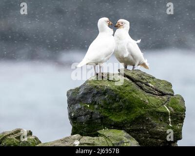 Païloïloise de neige (Chionis albus) adulte, exposition de navires d'audience sur l'île de Barrientos, Groupe de l'île d'Aitcho, Antarctique, régions polaires Banque D'Images