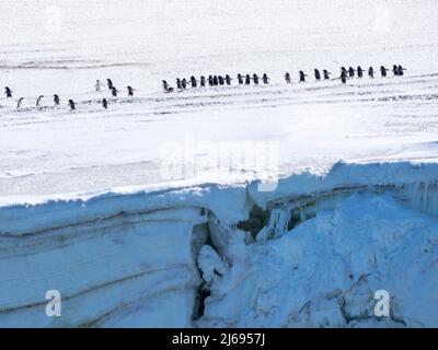 Pingouins d'Adelie adultes (Pygoscelis adeliae), marchant le long d'un glacier, île de Thule, îles Sandwich du Sud, Atlantique Sud, régions polaires Banque D'Images