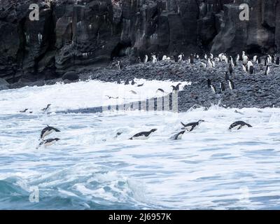 Pingouins d'Adelie adultes (Pygoscelis adeliae), baignade pour le rivage, île Thule, îles Sandwich du Sud, Atlantique Sud, régions polaires Banque D'Images