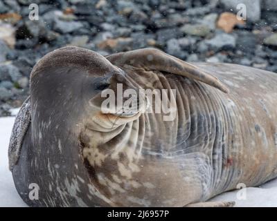 Un phoque Weddell adulte (Leptonychotes weddellii), transporté sur l'île Half Moon, les Shetlands du Sud, l'Antarctique, les régions polaires Banque D'Images