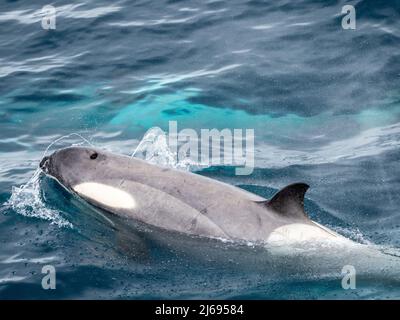 Curieuse orque de type B2 (Orcinus orca), inspectant le navire dans le chenal Errera, Antarctique, régions polaires Banque D'Images