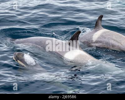 Curieux épaulard de type B2 (Orcinus orca), mère et veau inspectant le navire dans le chenal Errera, Antarctique, régions polaires Banque D'Images