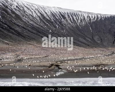 Pingouins de collier (Pygoscelis antarcticus), et pingouins d'Adelie sur l'île de Saunders, les îles Sandwich du Sud, l'Atlantique Sud, les régions polaires Banque D'Images