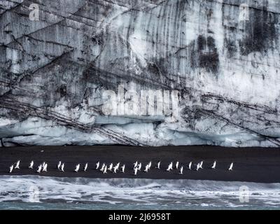 Pingouins d'Adelie (Pygoscelis adeliae), marchant le long d'un glacier sur l'île de Saunders, les îles Sandwich du Sud, l'Atlantique Sud, les régions polaires Banque D'Images