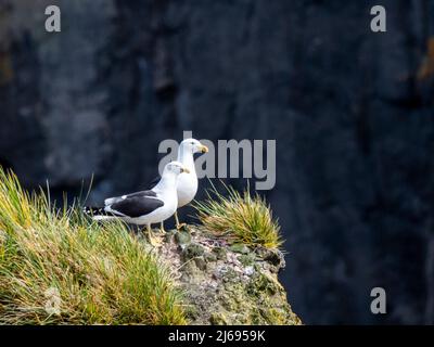 Goélands de varech adultes (Larus dominicanus), sur un nid sur l'île d'Annenkov, Géorgie du Sud, Atlantique Sud, régions polaires Banque D'Images