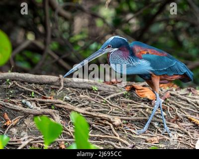 Héron d'Agami (Agamia agami), Rio Pixaim, Mato Grosso, Pantanal, Brésil, Amérique du Sud Banque D'Images