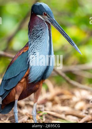 Héron d'Agami (Agamia agami), Rio Pixaim, Mato Grosso, Pantanal, Brésil, Amérique du Sud Banque D'Images