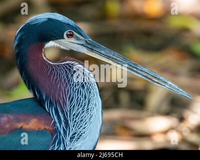 Héron d'Agami (Agamia agami), Rio Pixaim, Mato Grosso, Pantanal, Brésil, Amérique du Sud Banque D'Images