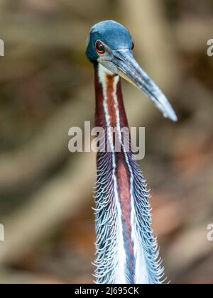 Héron d'Agami (Agamia agami), Rio Pixaim, Mato Grosso, Pantanal, Brésil, Amérique du Sud Banque D'Images