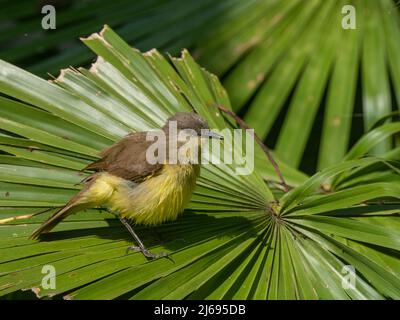 Un tyran de bétail adulte (Machetornis rixosa), Pousa Allegre, Mato Grosso, Pantanal, Brésil, Amérique du Sud Banque D'Images