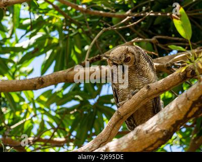 Grand hibou adulte (Bubo virginianus), sur l'autoroute Transpantaneira, Mato Grosso, Pantanal, Brésil, Amérique du Sud Banque D'Images