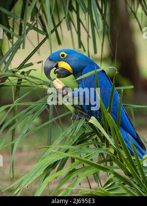 Macaw jacinthe adulte (Anodorhynchus hyacinthinus), dans un arbre sur le Rio Pixaim, Mata Grosso, Pantanal, Brésil, Amérique du Sud Banque D'Images