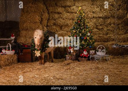 Décorations de Noël sur les écuries. Un magnifique poney avec une couronne autour de son cou. Arbre de Noël avec ballons, zone photo pour le nouvel an. Banque D'Images