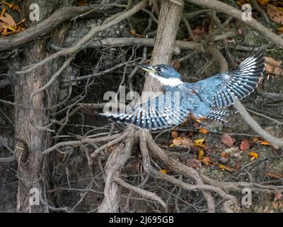 Femelle adulte de kingfisher annelé (Megaceryle torquata), en vol sur Rio Cuiaba, Mata Grosso, Pantanal, Brésil, Amérique du Sud Banque D'Images