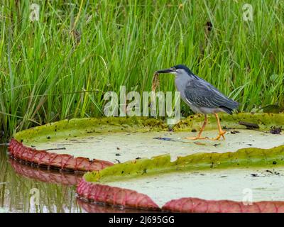 Héron strié adulte (Butorides striatus), sur le Rio Pixaim, Mato Grosso, Pantanal, Brésil, Amérique du Sud Banque D'Images