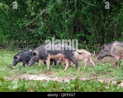 Un groupe de porcs sauvages (sus scrofa), qui s'ébouriffent à Pouso Allegre, Mato Grosso, Pantanal, Brésil, Amérique du Sud Banque D'Images