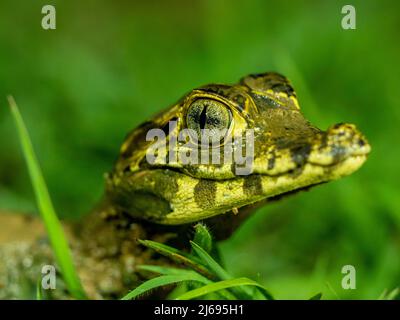 Un jeune caiman jacare (Caiman yacare), la nuit à Pouso Allegre, Mato Grosso, Pantanal, Brésil, Amérique du Sud Banque D'Images