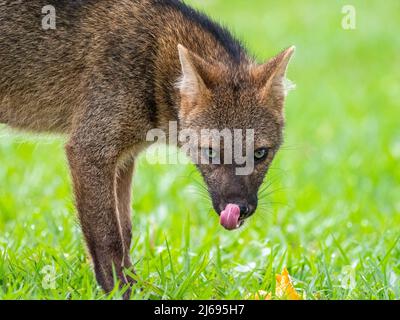 Renard mangeant du crabe adulte (Cerdocron thous), détail de la tête à Pousada Piuval, Mato Grosso, Pantanal, Brésil, Amérique du Sud Banque D'Images