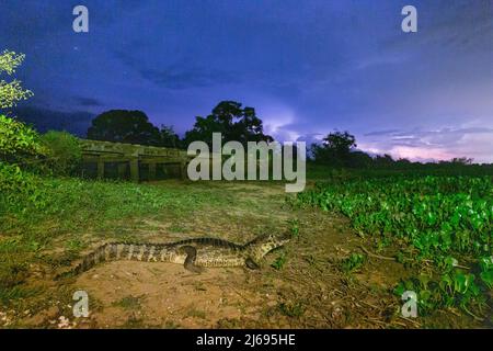 Un caiman jacare adulte (Caiman yacare), la nuit à Pouso Allegre, Mato Grosso, Pantanal, Brésil, Amérique du Sud Banque D'Images
