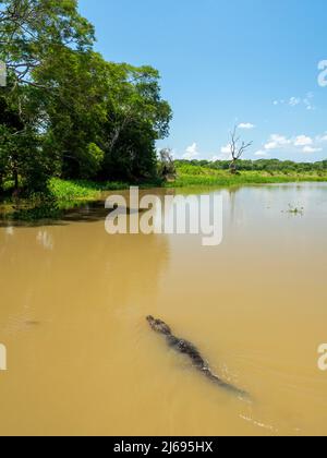 Un jeune caiman jacare (Caiman yacare), nageant dans le Rio Tres Irmao, Mato Grosso, Pantanal, Brésil, Amérique du Sud Banque D'Images