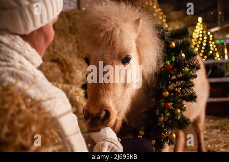 Décorations de Noël sur les écuries. Un magnifique poney avec une couronne autour de son cou. Arbre de Noël avec ballons, zone photo pour le nouvel an. Cheval Banque D'Images