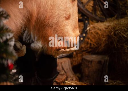 Décorations de Noël sur les écuries. Un magnifique poney avec une couronne autour de son cou. Arbre de Noël avec ballons, zone photo pour le nouvel an. Poney mange des mains Banque D'Images