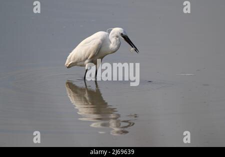 Petit Egret avec une prise de poisson à Camargue, France Banque D'Images