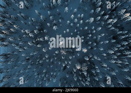 Arbres couverts de neige dans la forêt surgelée, vue aérienne, Laponie, Finlande, Europe Banque D'Images