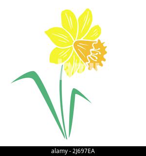 Illustration vectorielle isolée de fleurs de narcisse jaune vif Illustration de Vecteur