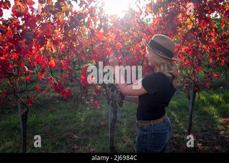 Femme avec un chapeau dans un vignoble rouge en automne, Castelvetro di Modène, Emilia Romagna, Italie, Europe Banque D'Images