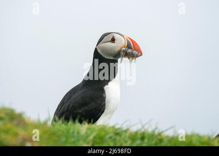 Macareux de l'Atlantique (Fratercula arctica), île Mykines, îles Féroé, Danemark Banque D'Images