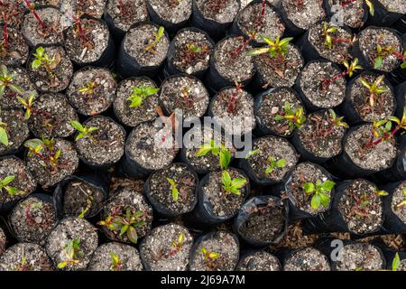 Plantes poussant dans le jardin dans un contenant en plastique. Banque D'Images