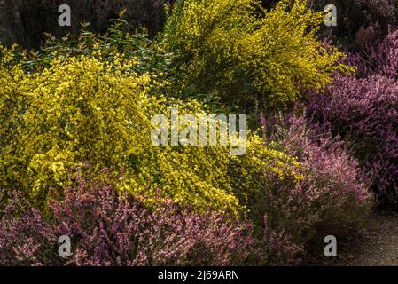 Gorse et bruyère, Calluna vulgaris et Ulex Banque D'Images