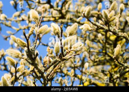 Bourgeons d'un Magnolia, Allemagne, Europe Banque D'Images