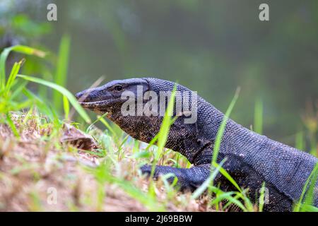 - Contrôle de l'eau Asie Varanus salvator aussi contrôle de l'eau commune, grand lézard varanid originaire d'Asie du Sud et du sud-est (kabaragoya, deux bandes de moni Banque D'Images