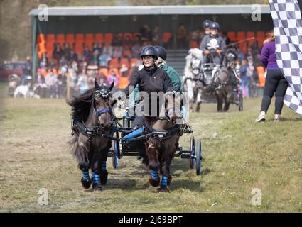 Equine sport UK ; Scurry Racing UK ; deux poneys tirant une calèche, East Anglian Game & Country Fair, Euston Estate près de Thetford, Suffolk, Royaume-Uni Banque D'Images