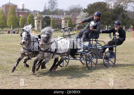 Deux poneys Shetland tirant une calèche sur un parcours d'obstacles British Scurry and Trials lors d'une course, East Anglian Game & Countryside Fair Event Royaume-Uni Banque D'Images