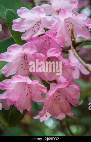 Groupe 'Robin Redbreast' de Rhododendron Banque D'Images