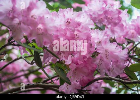 Groupe 'Robin Redbreast' de Rhododendron Banque D'Images