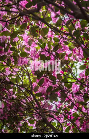 Groupe 'Robin Redbreast' de Rhododendron Banque D'Images