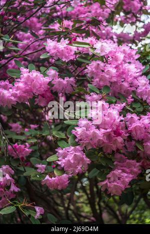 Groupe 'Robin Redbreast' de Rhododendron Banque D'Images