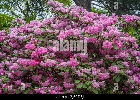 Groupe 'Robin Redbreast' de Rhododendron Banque D'Images