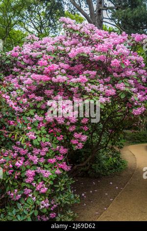 Rhododendron 'Robin Redbrear' à Isabella Plantation, Richmond Park, Londres, Angleterre, Royaume-Uni Banque D'Images