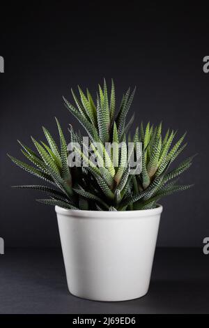 Haworthiopsis attenuata - plante de zébra haworthia dans un récipient. Banque D'Images