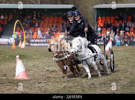 Mini-calèche de poneys Shetland sur un parcours de conduite britannique Scurry dans une course, East Anglian Game & Country Fair, Suffolk UK Banque D'Images